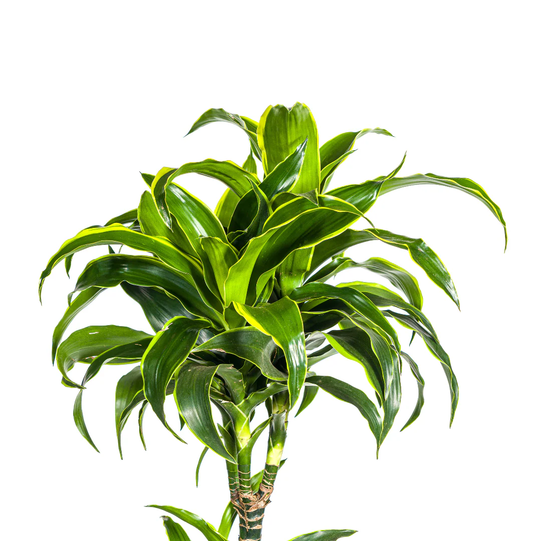 Vorschaubild 20