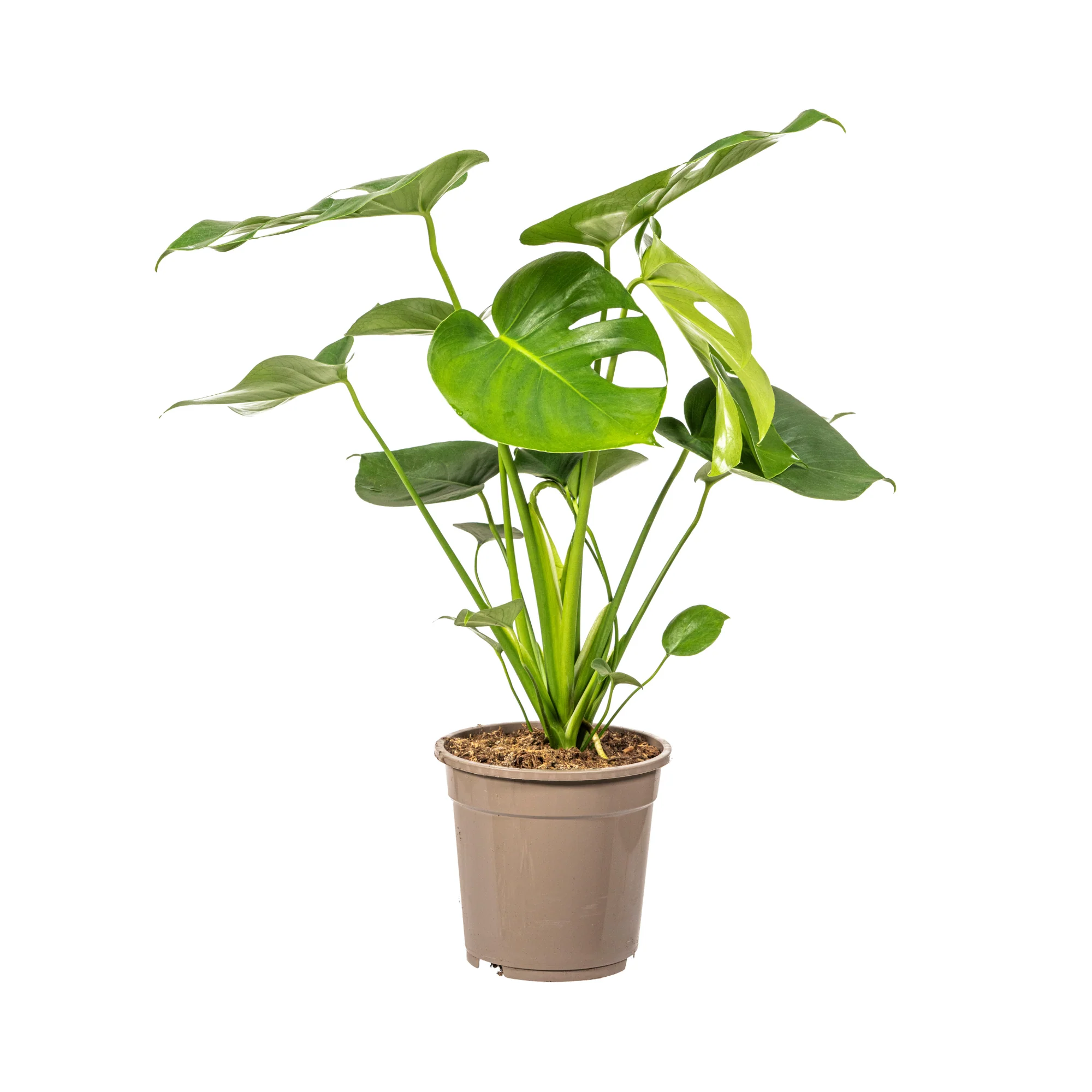 Vorschaubild 7