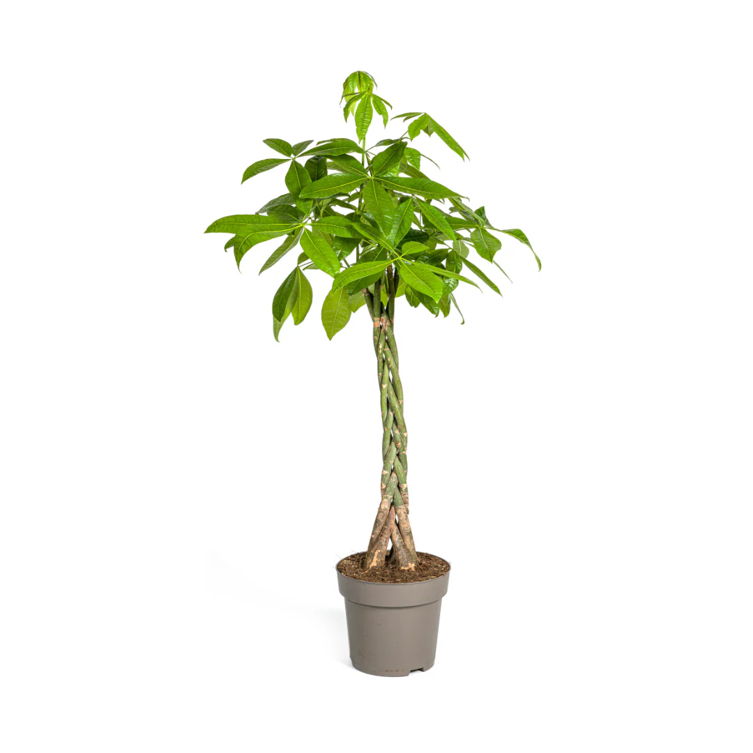 Vorschaubild 11