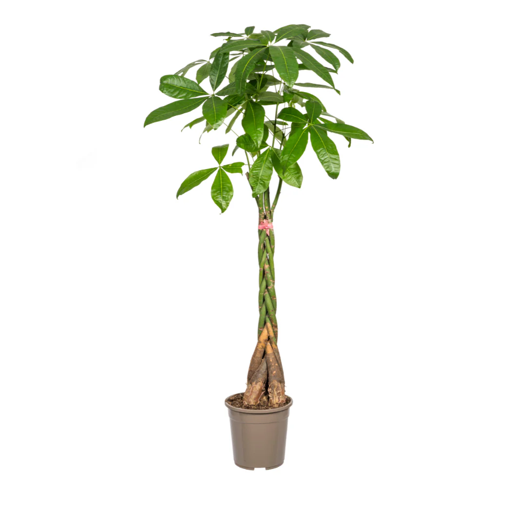 Vorschaubild 6